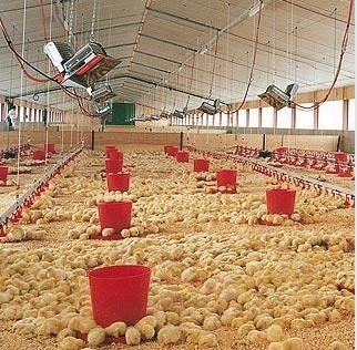 THD2608 Aquecedor de chocadeiras a gás NG GLP Elemento de aquecimento infravermelho