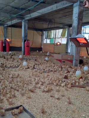 Aquecedor de reprodução a gás regulado manualmente para animais de criação