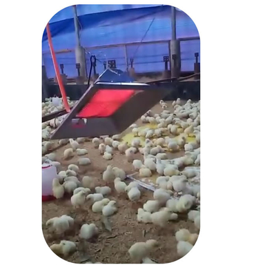 Aquecedor de chocadeira de aves de criação de galinhas modelo 4 para galpão de pintinhos de porco com segurança