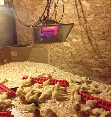 Aquecedor de GLP de 3900 W para Sala de Incubação de Aves Ajustável